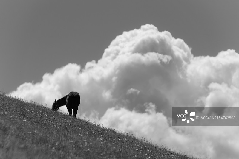 戏剧性天空背景下的剪影马吃草图片素材