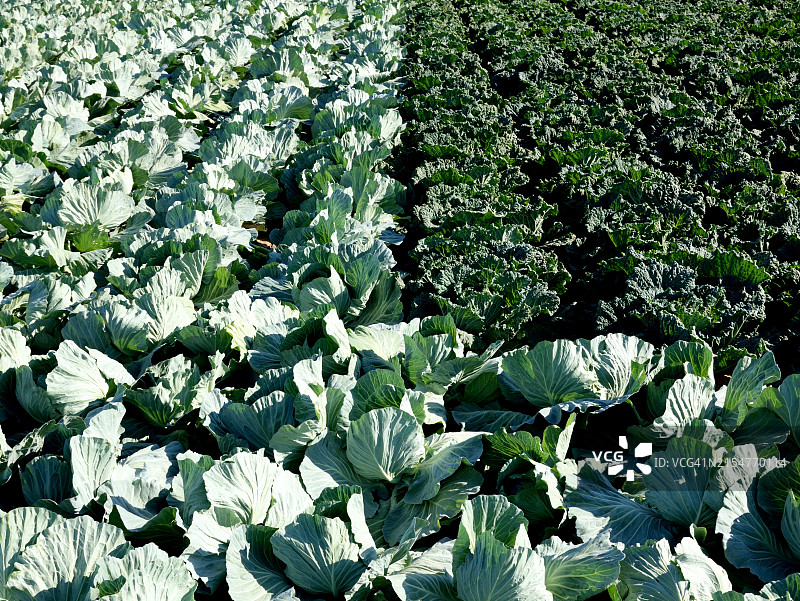 卷心菜耕地图片素材