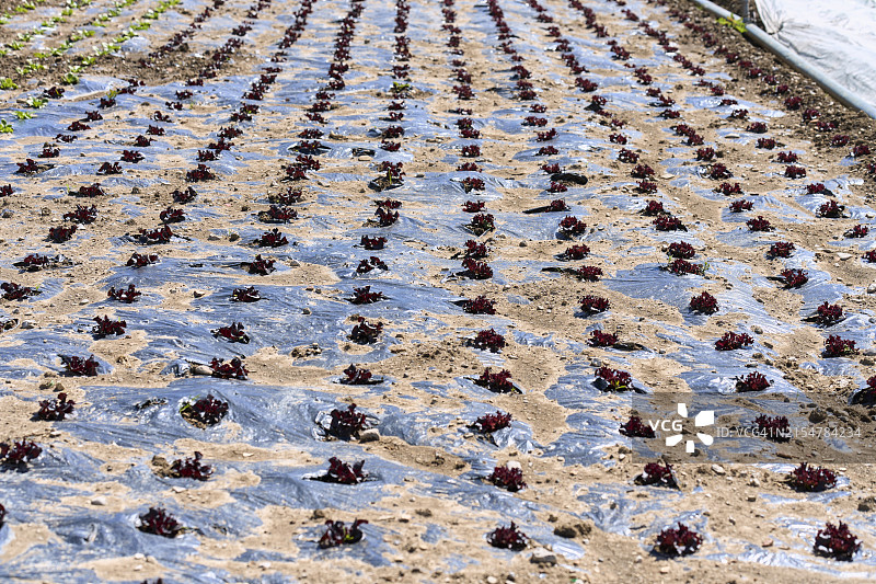 成排种植的生菜作物，地面覆盖着塑料膜，上面有植物孔，塑料膜的某些部分充满了土壤图片素材