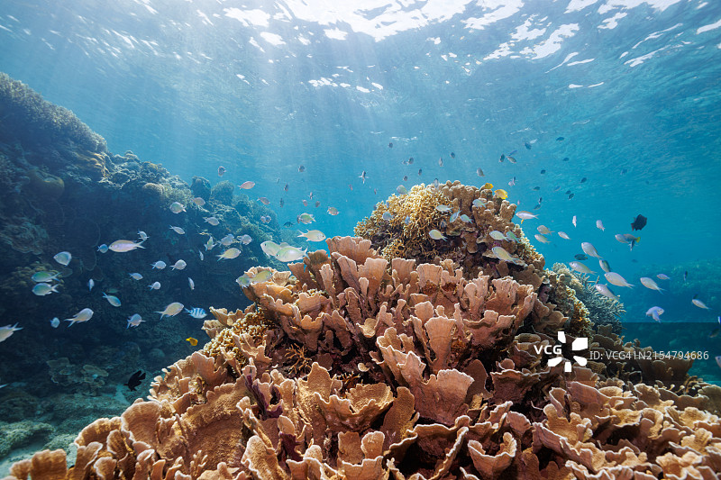 美丽白色海滩和珊瑚礁中的密鳞乌尾鮗鱼群图片素材