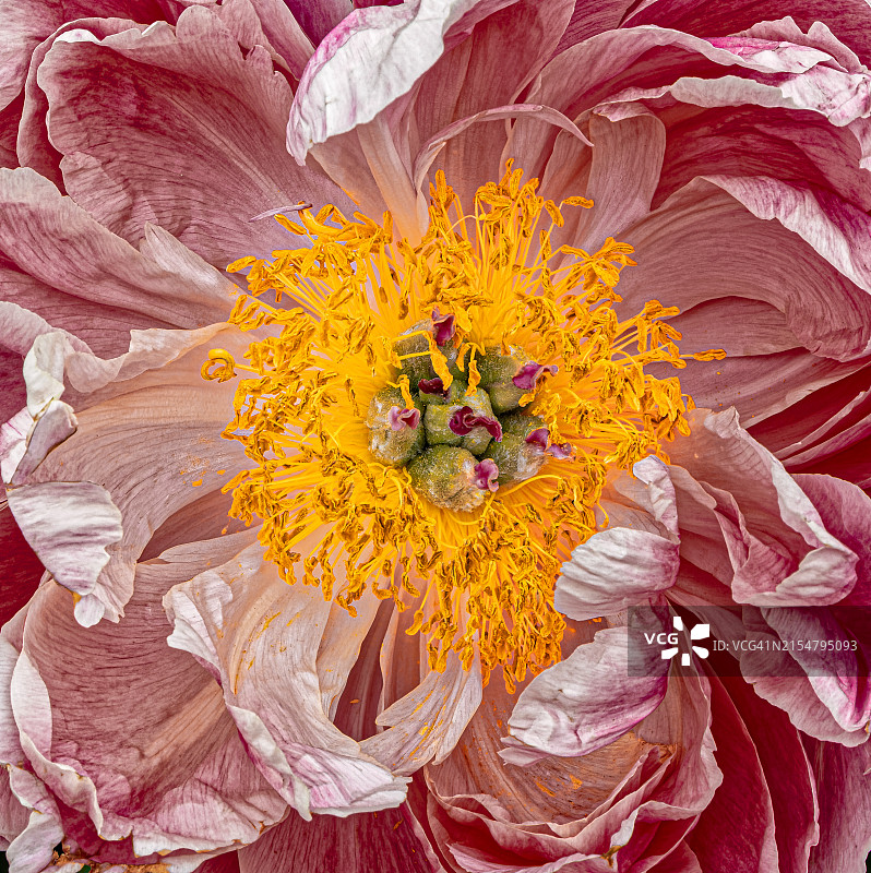 引人注目的牡丹微距摄影图片素材