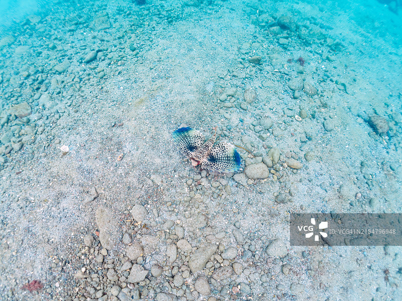 美丽的东方飞鱼在沙中游动图片素材