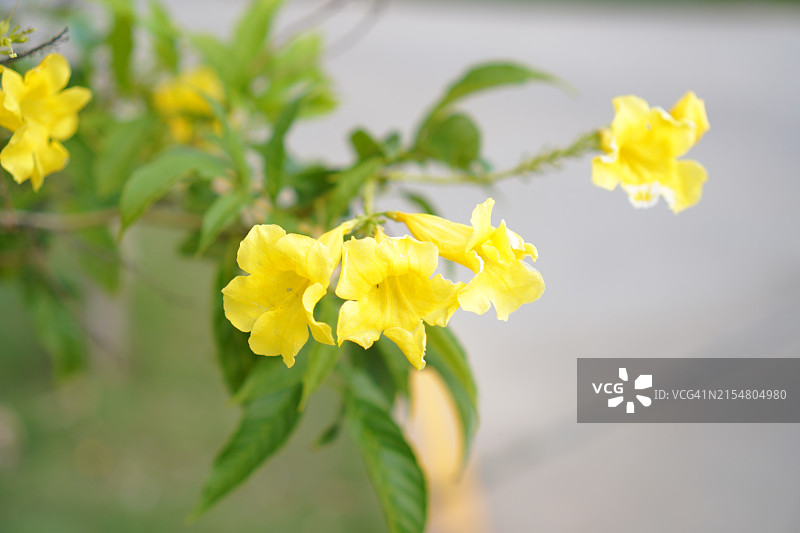 金黄色软枝黄蝉特写：喇叭状花朵盛开图片素材