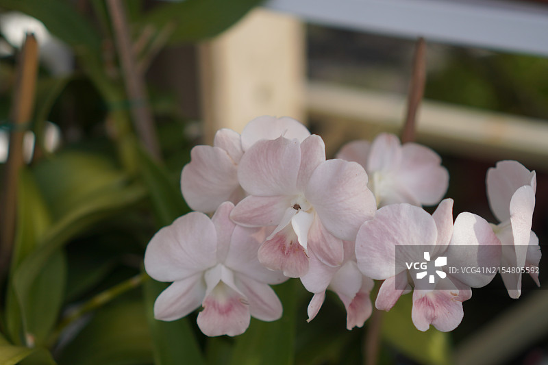 粉色、紫色石斛兰，兰科，蝴蝶石斛美丽的自然模糊背景花束图片素材