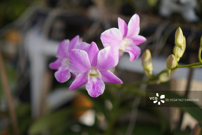 粉色、紫色石斛兰，兰科，蝴蝶石斛美丽的自然模糊背景花束图片素材