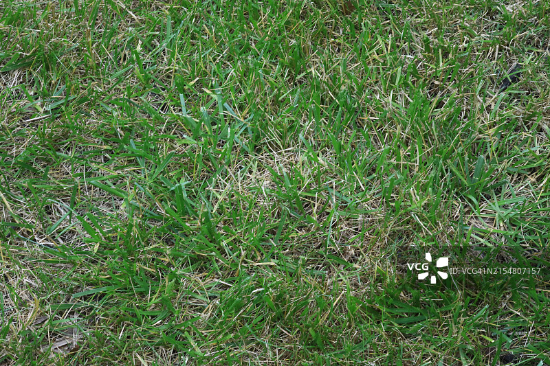 剪草特写图片素材