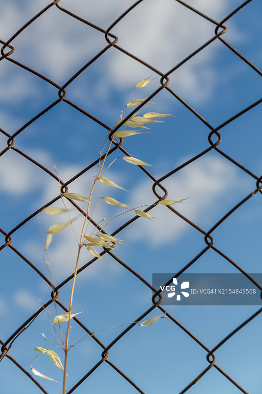 困在栅栏里图片素材