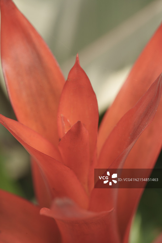 擎天凤梨图片素材