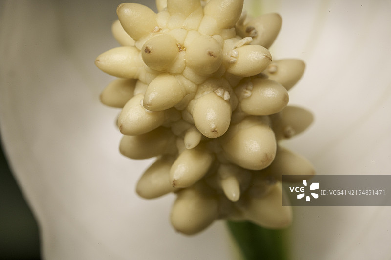 白鹤芋图片素材