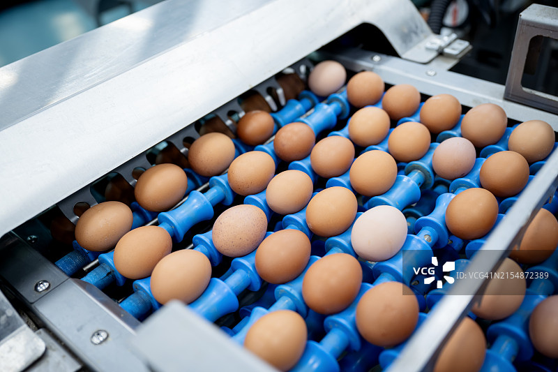 鸡蛋自动化分拣生产线图片素材