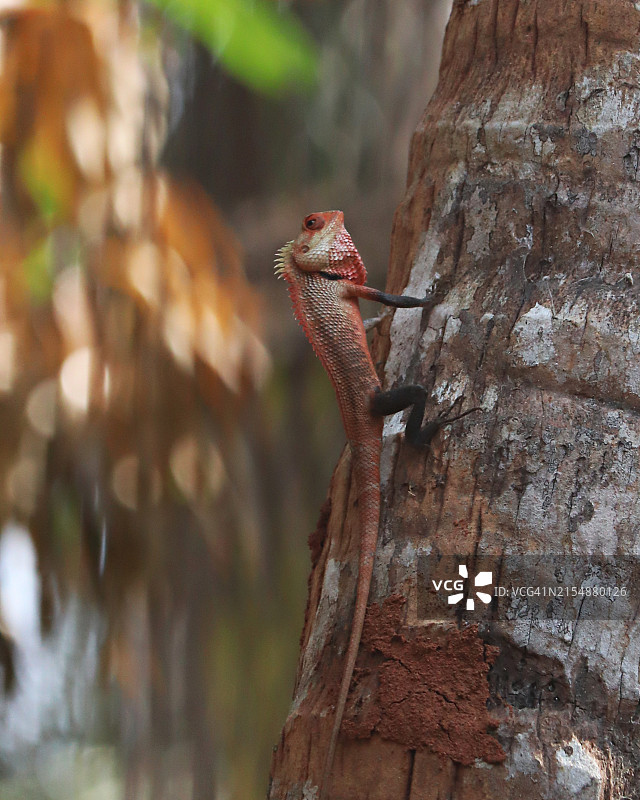变色树蜥栖息在椰子树上图片素材