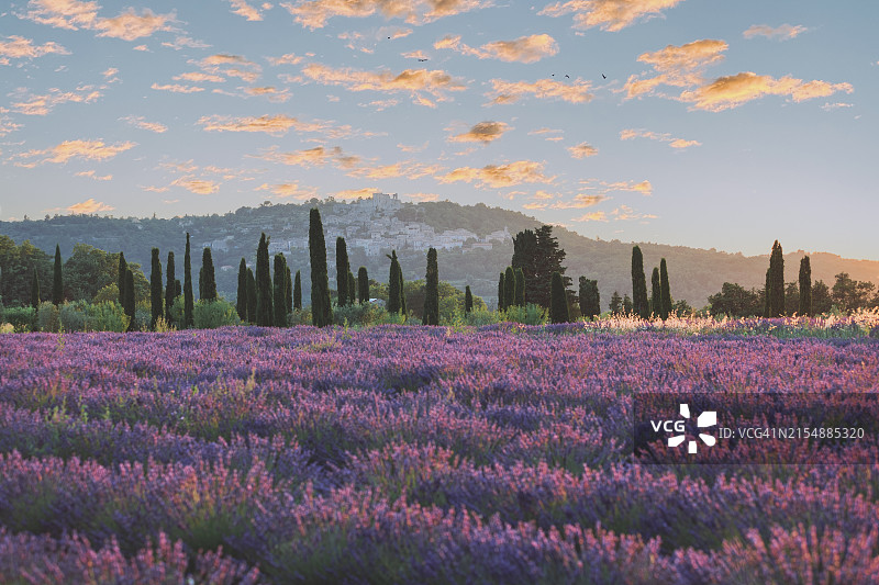 法国拉科斯特中世纪小镇日落时的薰衣草田图片素材
