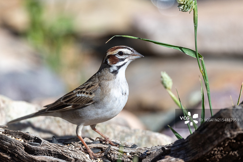 亚利桑那州云雀麻雀图片素材