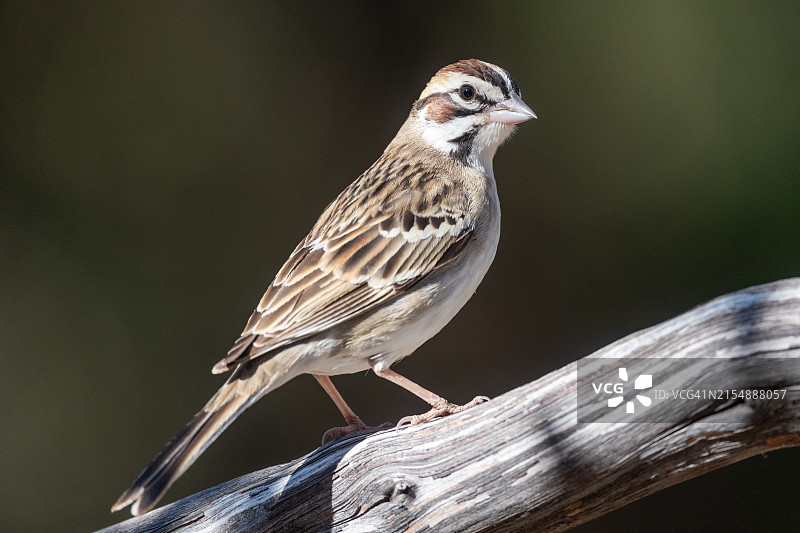 栖息在树枝上的百灵雀，亚利桑那州图片素材