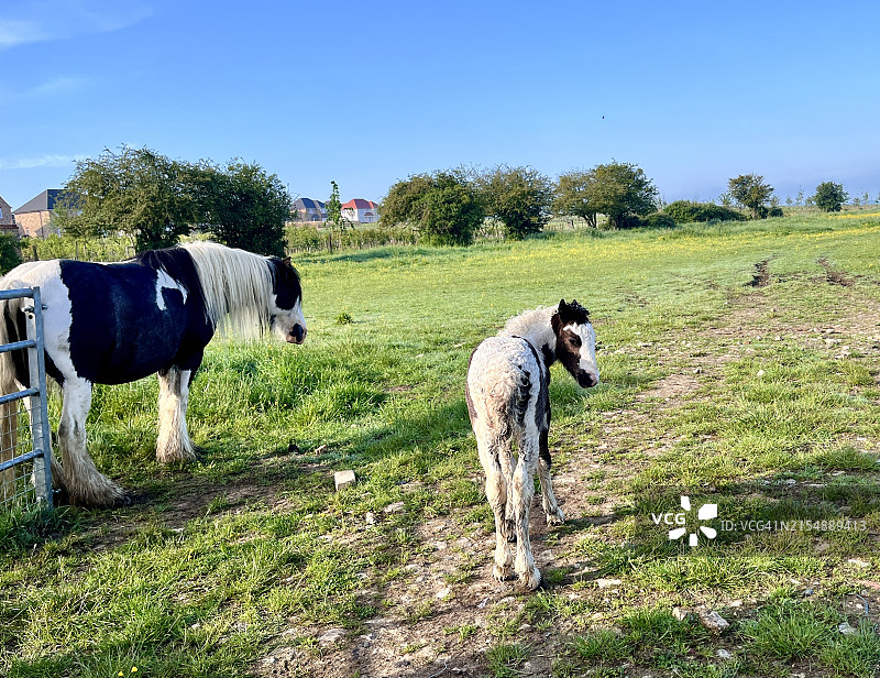 吉普赛马母马和小马驹图片素材