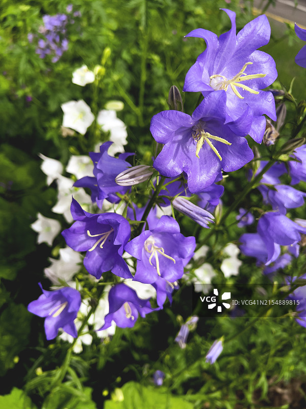 春天盛开的 Campanula persicifolia 花朵图片素材