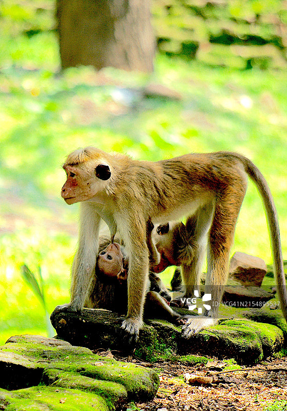 斯里兰卡猕猴母子图片素材