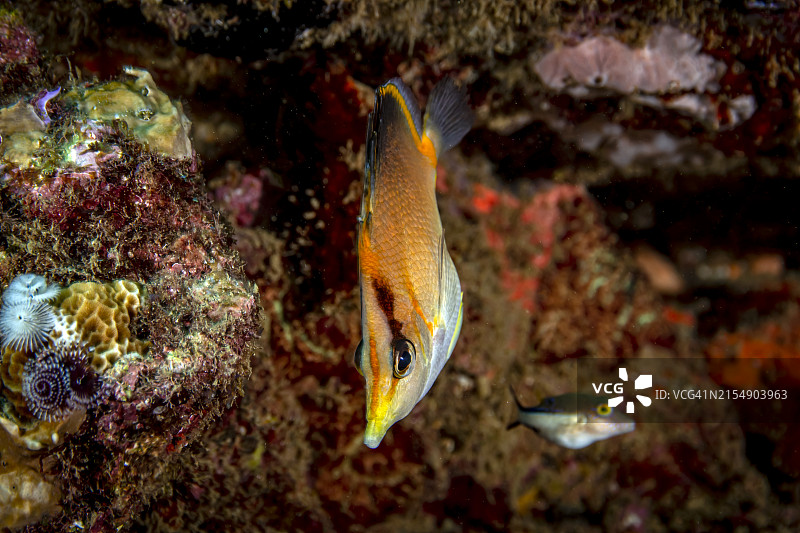 长吻蝴蝶鱼图片素材