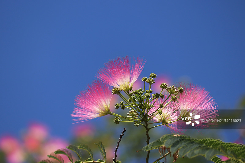异国丝绸合欢花图片素材