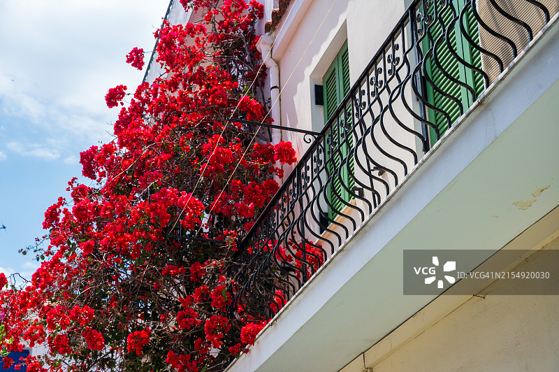 亮丽多彩夏日希腊植物图片素材