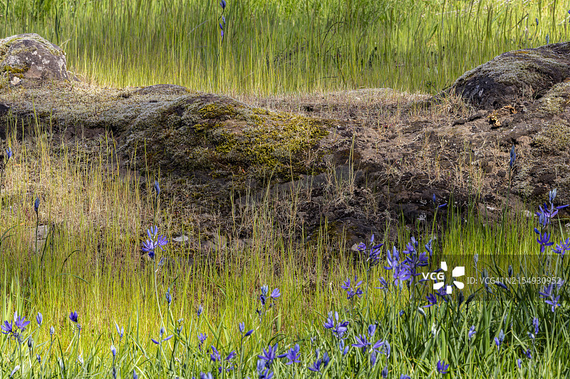 卡马斯百合花和苔藓岩层002图片素材