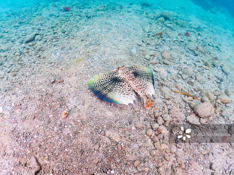 美丽的东方飞鱼在沙中游动图片素材