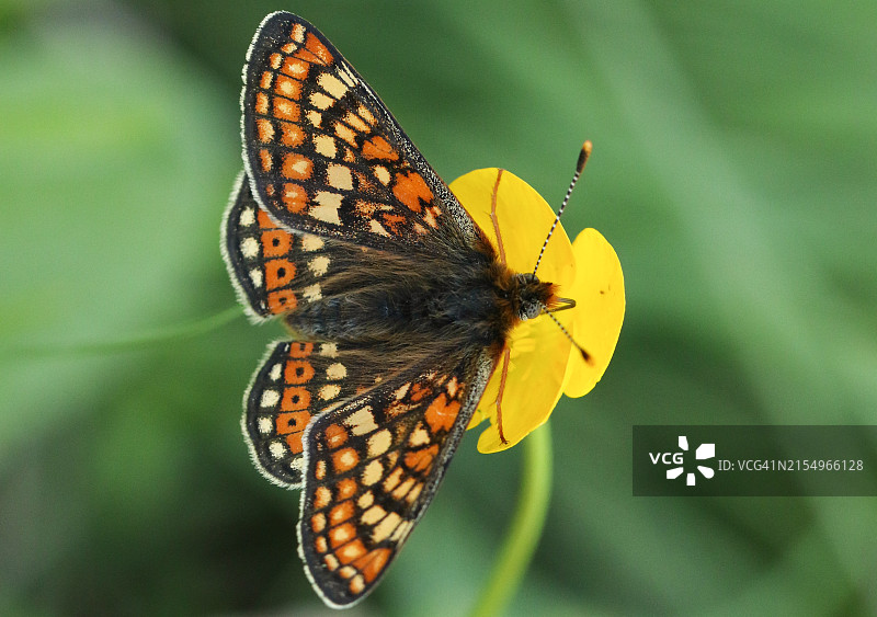 珍稀的 Marsh Fritillary 蝴蝶在毛茛野花上采蜜图片素材