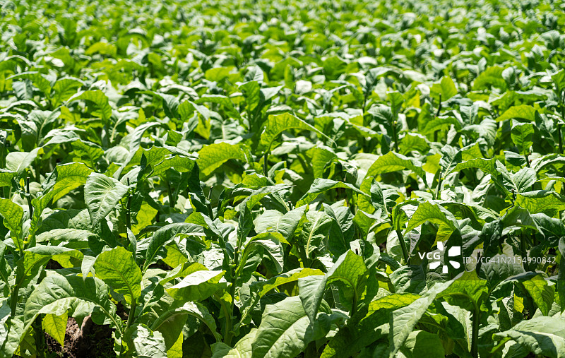 烟草作物图片素材