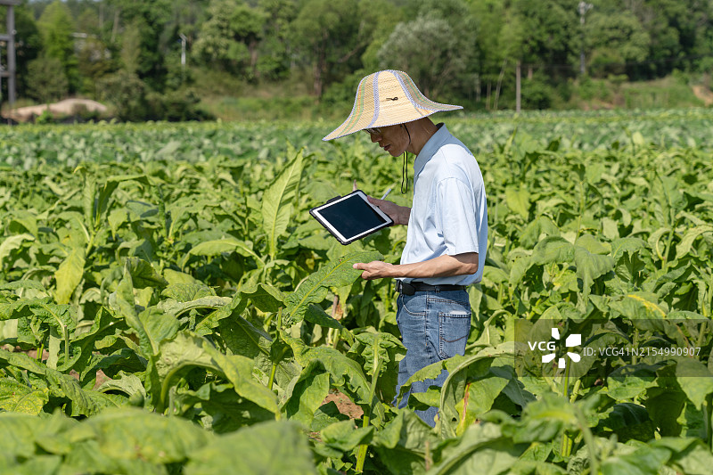 一位农艺师正在检查烟草作物的生长情况图片素材
