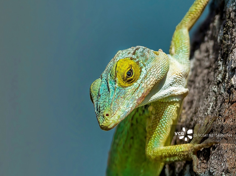 安提瓜岛变色蜥（Anolis Leachii），位于百慕大，大西洋，北美洲图片素材