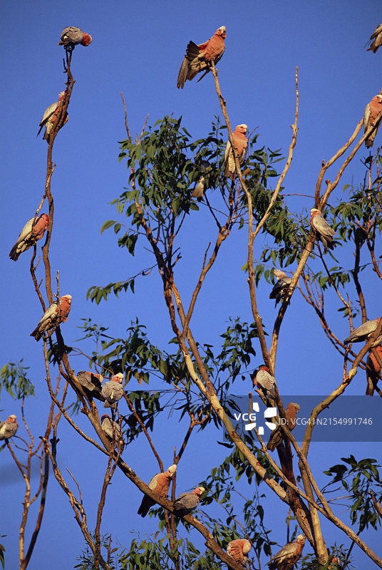 粉红凤头鹦鹉，澳洲北部地区图片素材