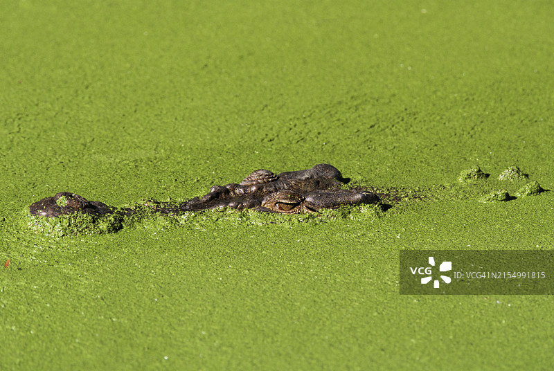 咸水鳄，位于澳大利亚昆士兰州雨林栖息地保护区图片素材
