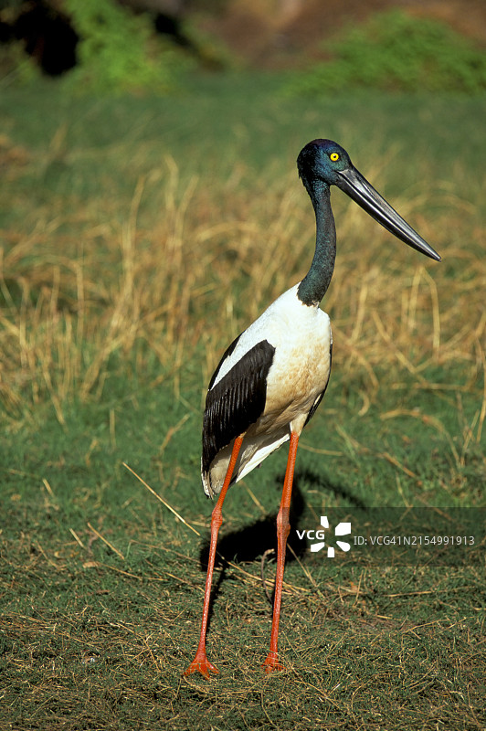 澳洲黑颈鹳图片素材