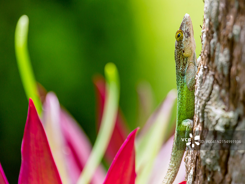 史密斯岛的安提瓜变色蜥蜴，百慕大，大西洋，北美洲图片素材