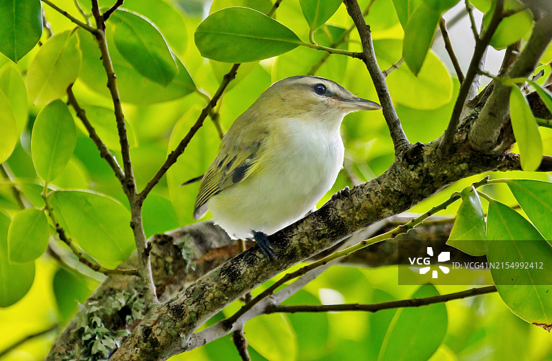 小鸣禽（绿鹃）图片素材
