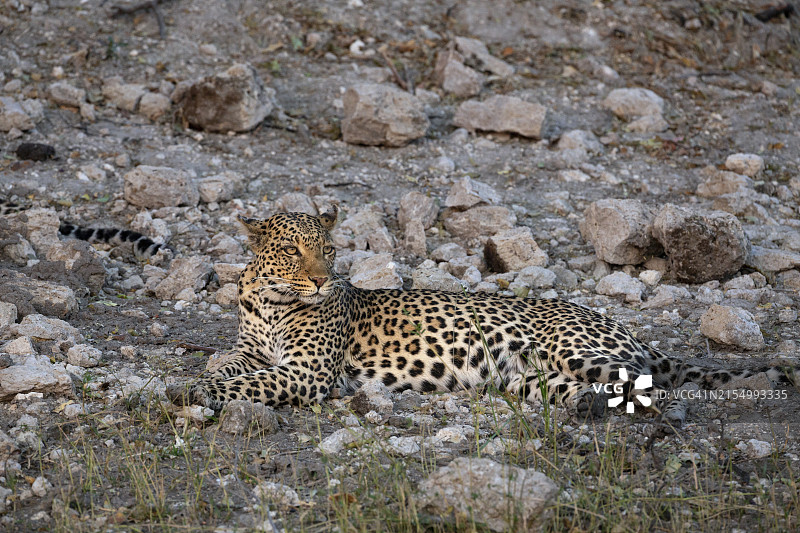 豹，雌性，博茨瓦纳乔贝国家公园，南部非洲图片素材