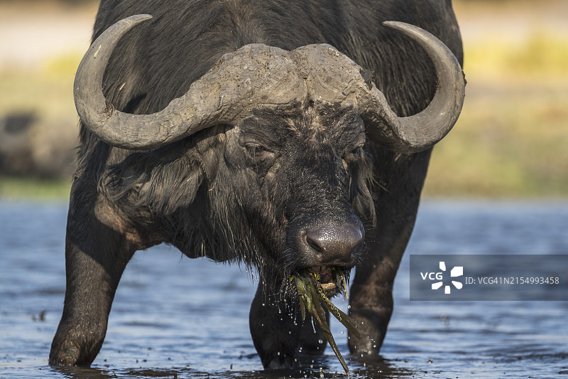 非洲水牛，博茨瓦纳乔贝国家公园图片素材