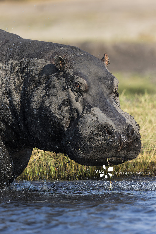 博茨瓦纳乔贝国家公园的河马图片素材