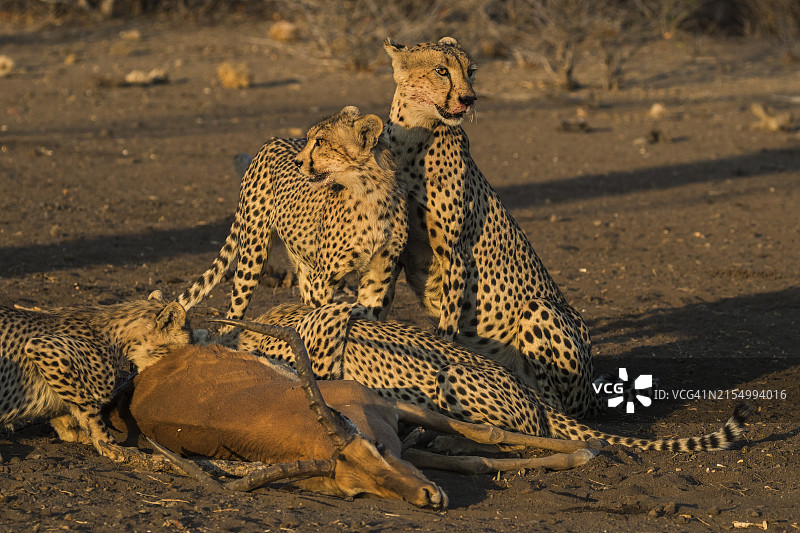 猎豹捕杀黑斑羚，北部图里禁猎区，博茨瓦纳，非洲图片素材