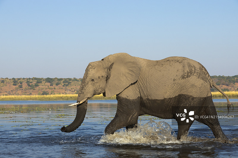 博茨瓦纳乔贝国家公园乔贝河中的非洲象图片素材