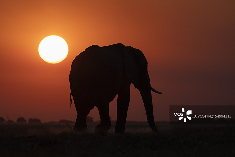 博茨瓦纳乔贝国家公园日落时分的大象图片素材