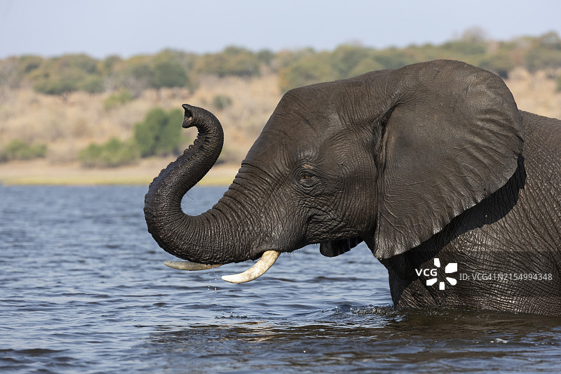 博茨瓦纳乔贝国家公园的非洲象图片素材