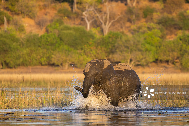 博茨瓦纳乔贝国家公园的非洲象图片素材