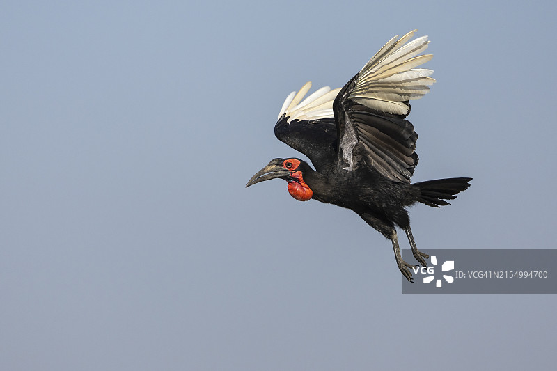 博茨瓦纳乔贝国家公园飞行的地犀鸟图片素材