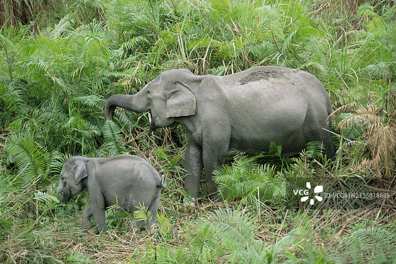 亚洲野象，印度卡齐兰加国家公园图片素材