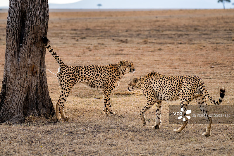 雄性猎豹（Acinonyx jubatus）在肯尼亚马赛马拉喷洒树木以留下气味，东非，非洲图片素材