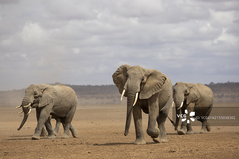 非洲象，肯尼亚安博塞利国家公园图片素材