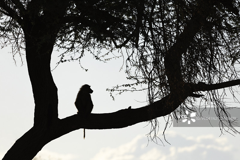 非洲橄榄狒狒 (Papio anubis)，肯尼亚绍姆波莱图片素材