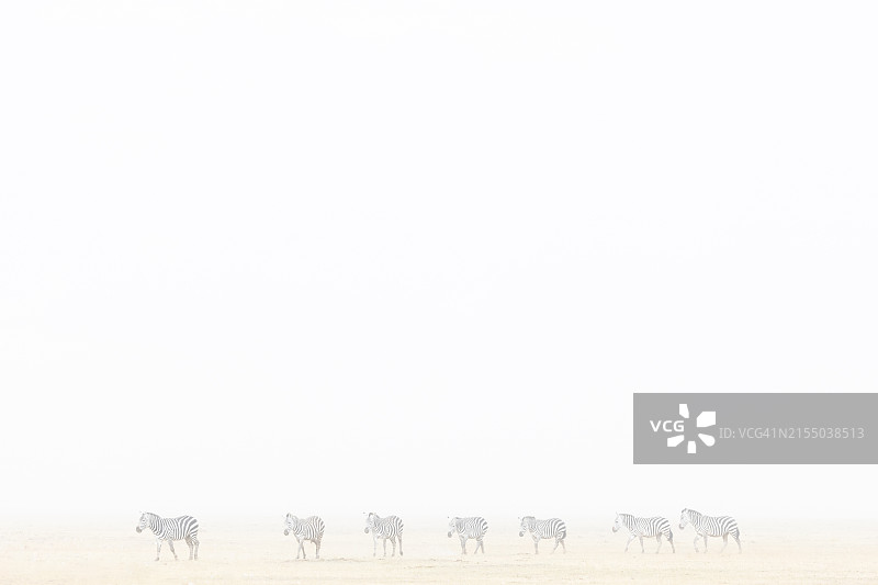 肯尼亚安博塞利国家公园尘暴中的非洲草原斑马图片素材