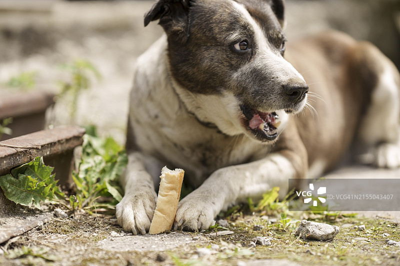 狗吃了一片面包图片素材